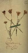 Herbarium sheet